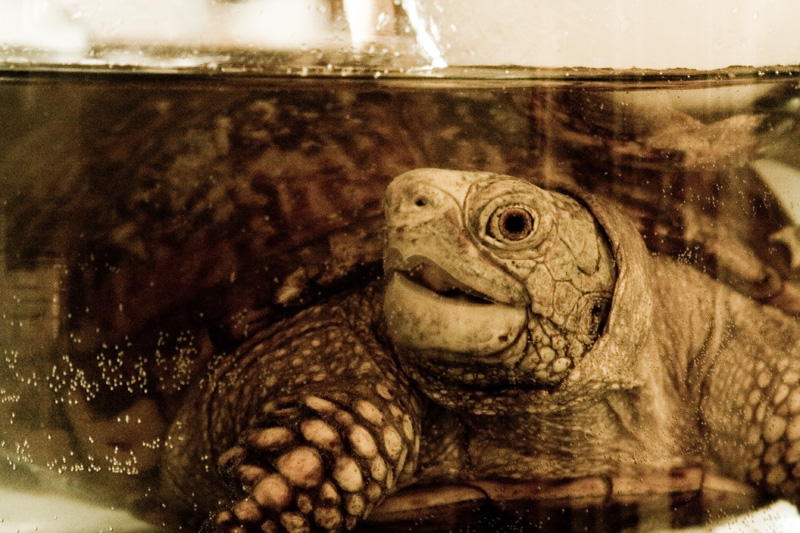 Underwater Smile (Series)