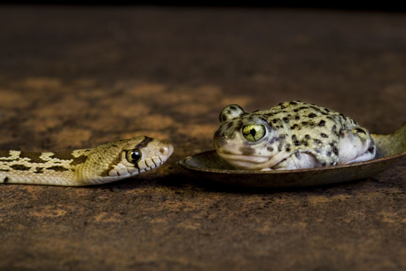 Eye to Eye
