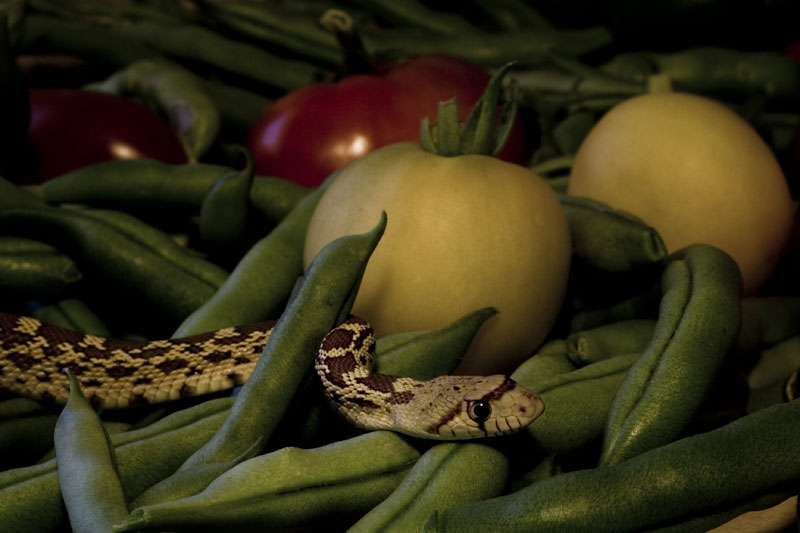 Amongst the Harvest