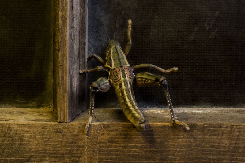 Knock Knock