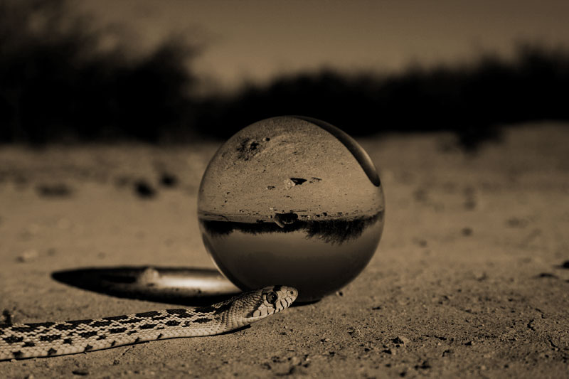 Desert Orb