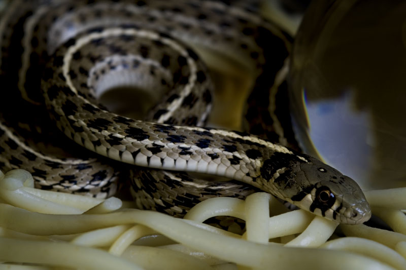 Serpentine