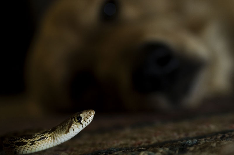 The Watcher