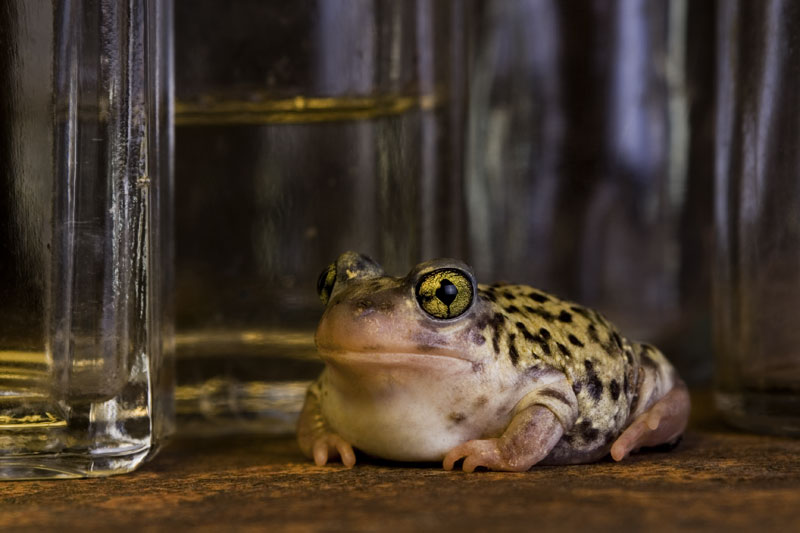 Amongst the Bottles