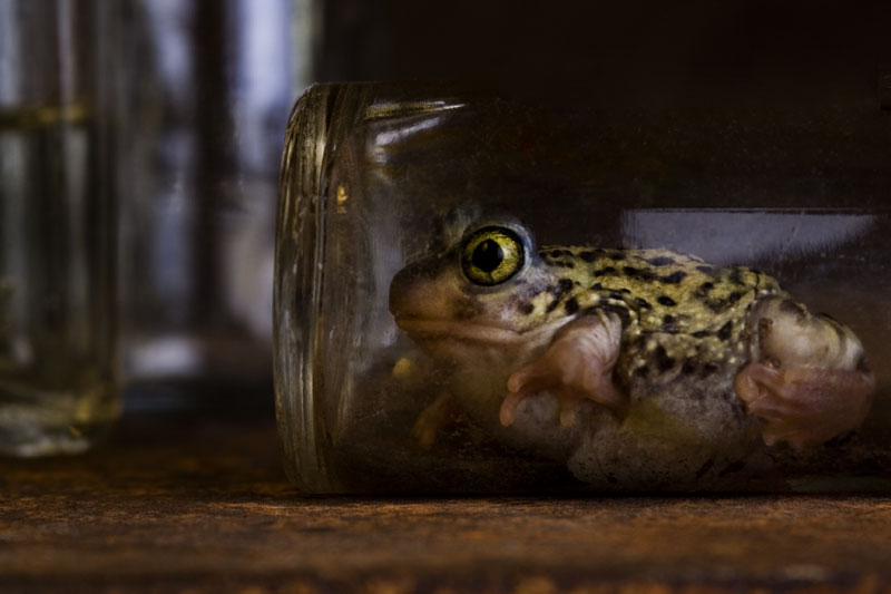 In the Bottle