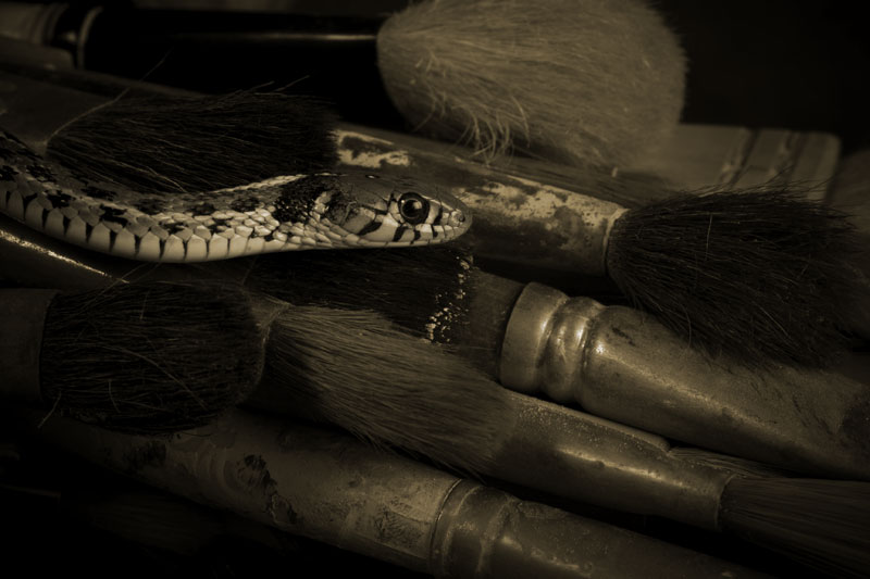 Amongst the Brushes