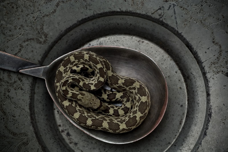 Dry Snake Soup