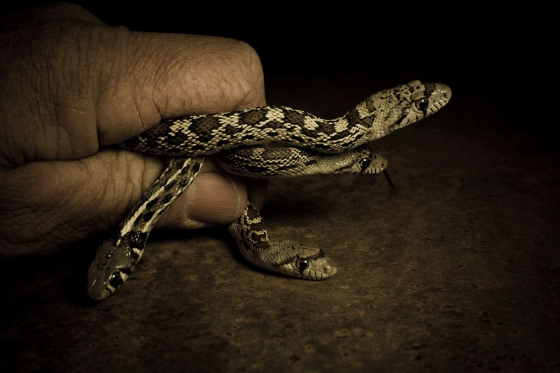 Grasp in the Night