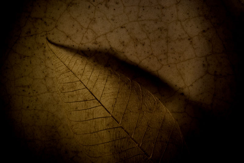 Veined