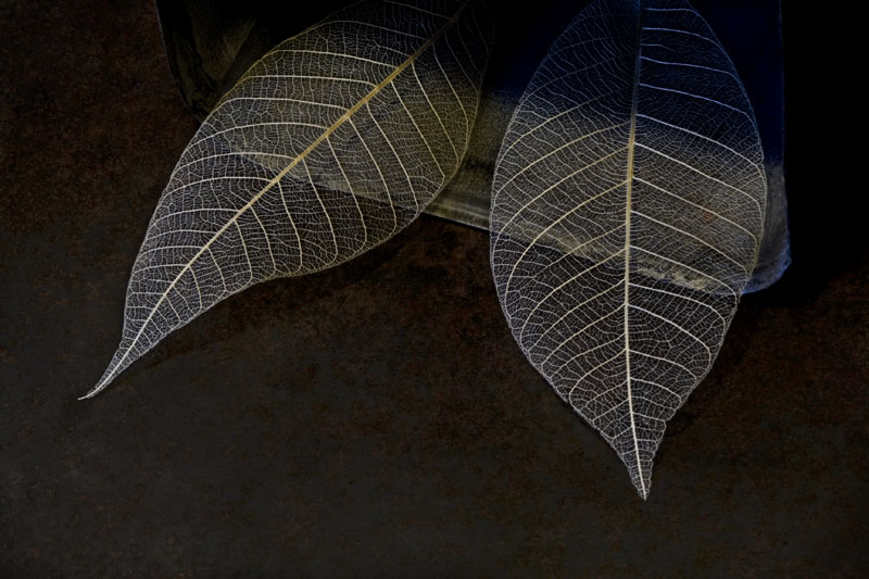 Two Leaves (Boxed #25)