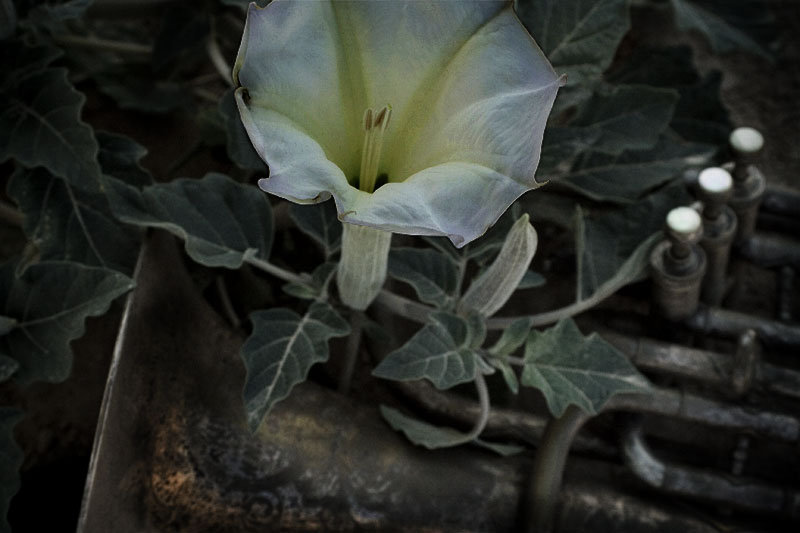 Horn