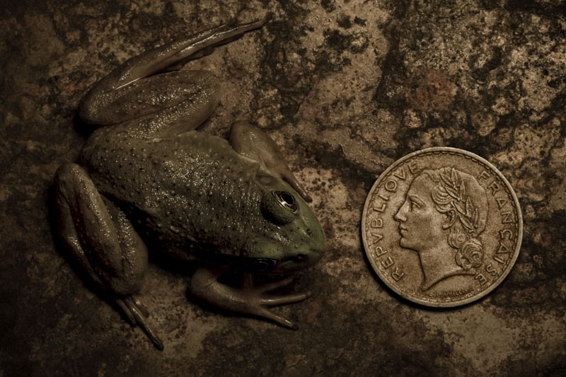 The Lady and the Frog