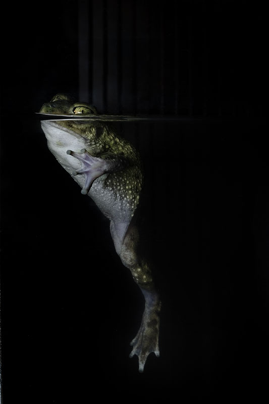 Bird Frog