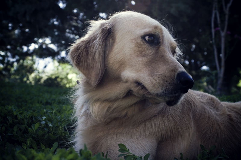 Boone #2 (Home Again)