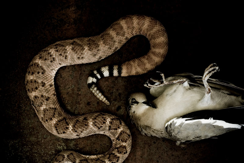The Serpent and the Dove #2