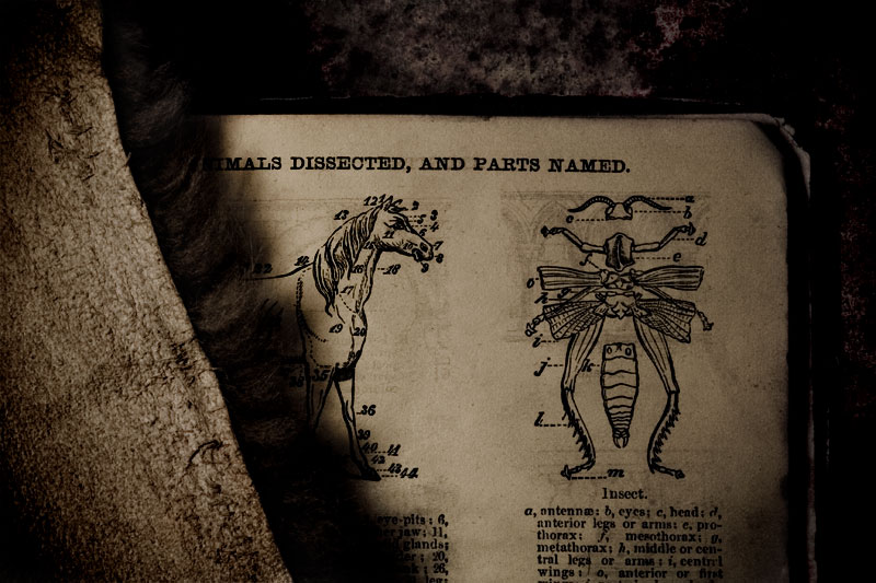 Animals Dissected and Parts Named