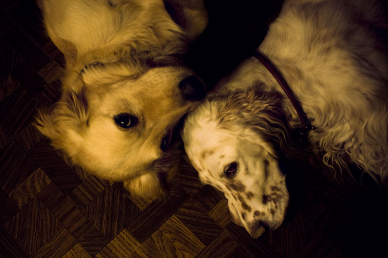 Sleeping Buddies