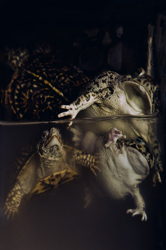 Turtles & Toads (Alphabet Series #2- T)