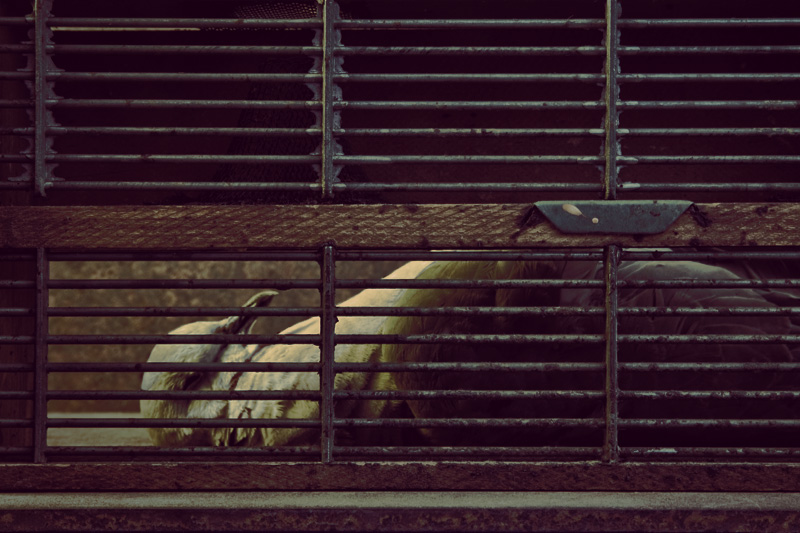 Caged #10