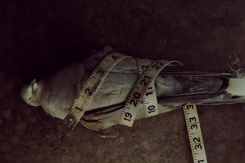 Measured #26