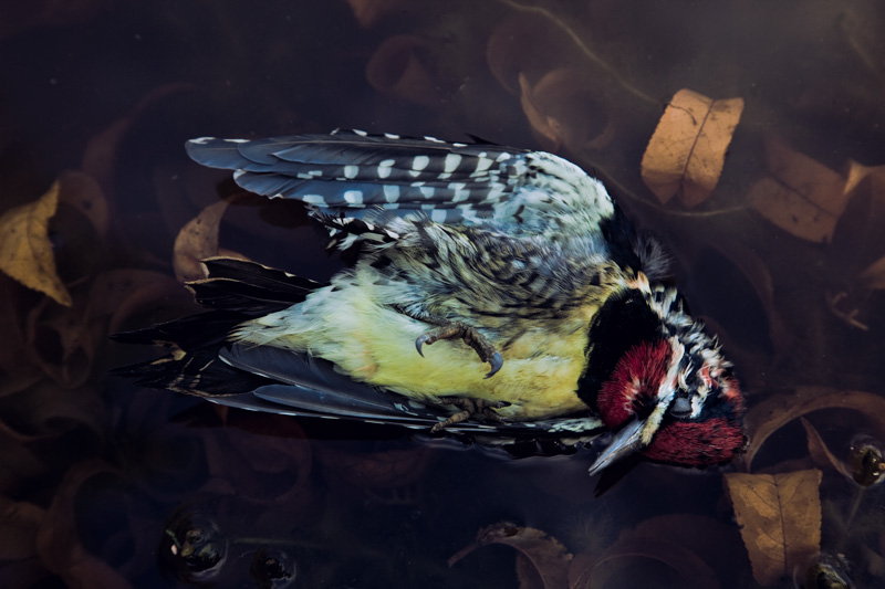 Fallen