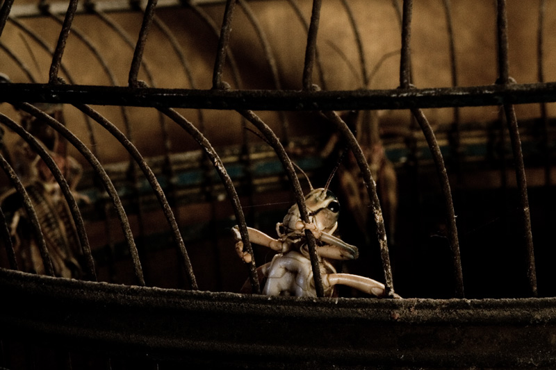 Caged #2