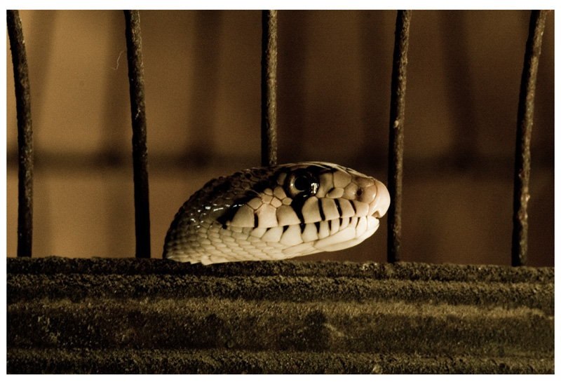 Caged #3