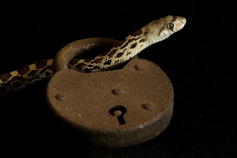 Locked