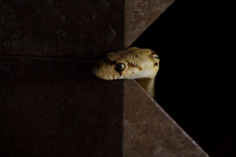 Peek