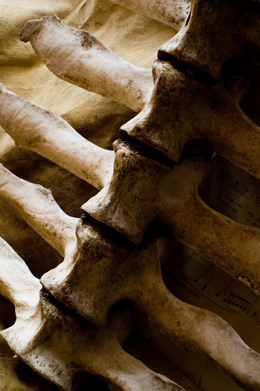 Spine