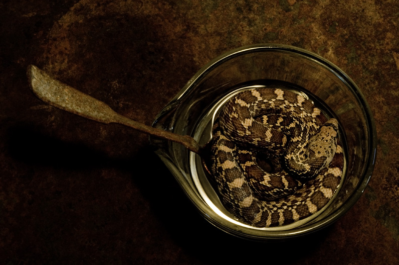 Snake Soup #3