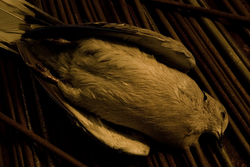 Fallen Upon the Rods