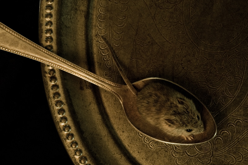Morsel #6