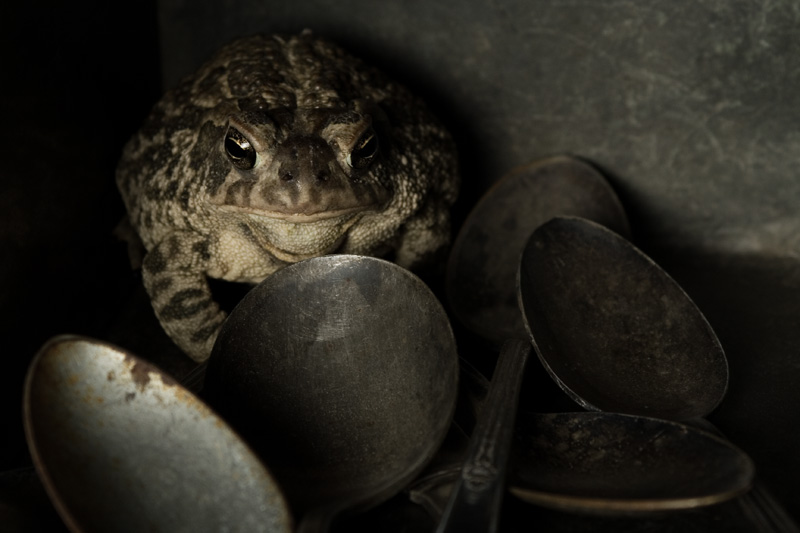 Keeper of the Spoons
