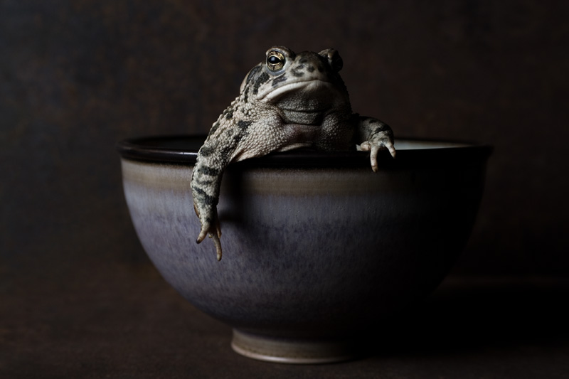 Keeper of the Bowl