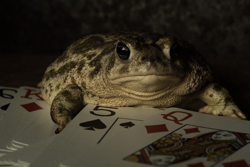 Keeper of the Cards