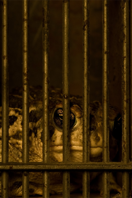 Caged #4