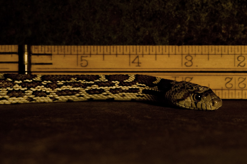 Measured