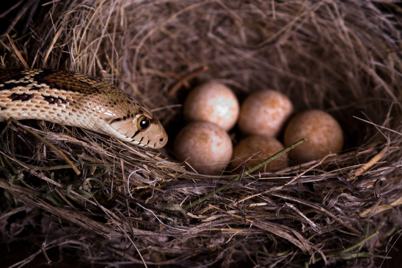 Slither #5