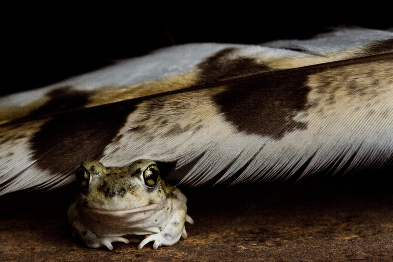 Feathered
