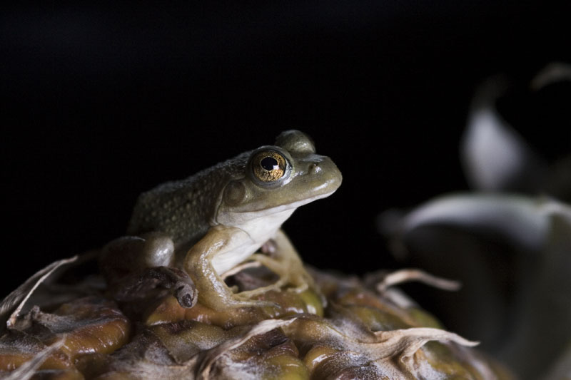 Pineapple Frog