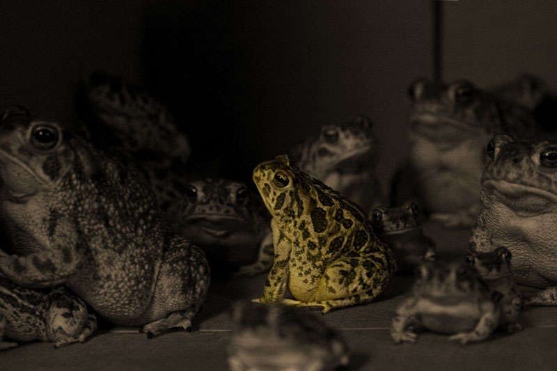 The Golden Toad (Boxed #20)