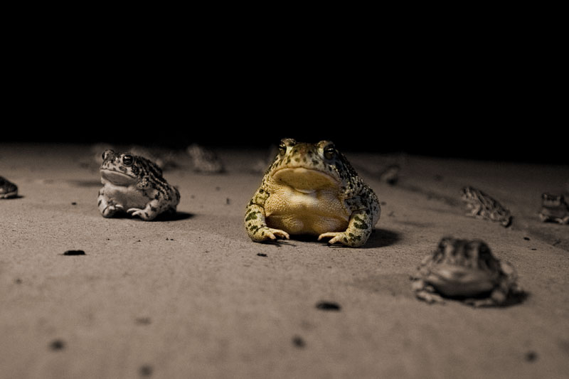 King of the Toads