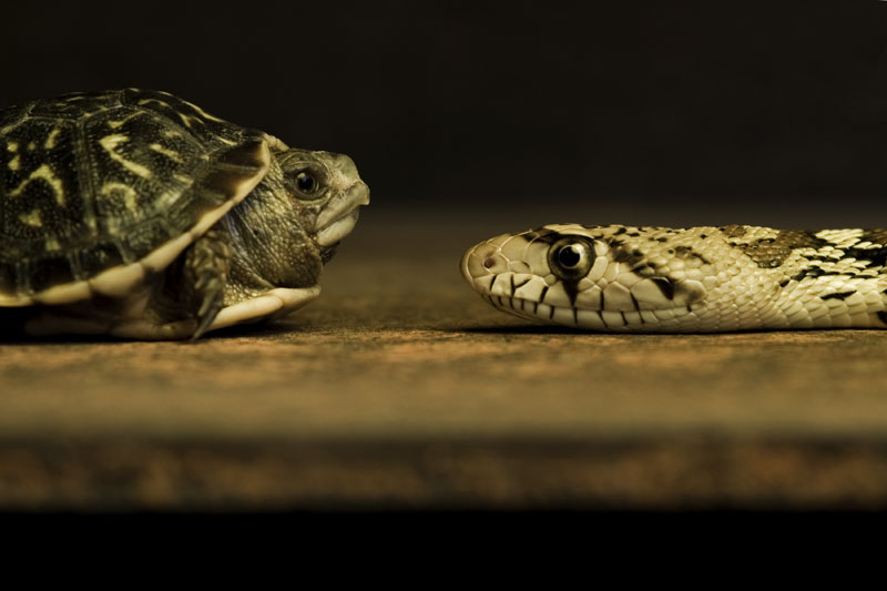 Eye to Eye #2