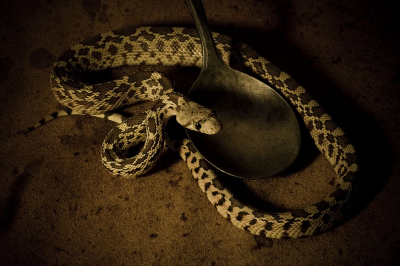 Keeper of the Spoon #2