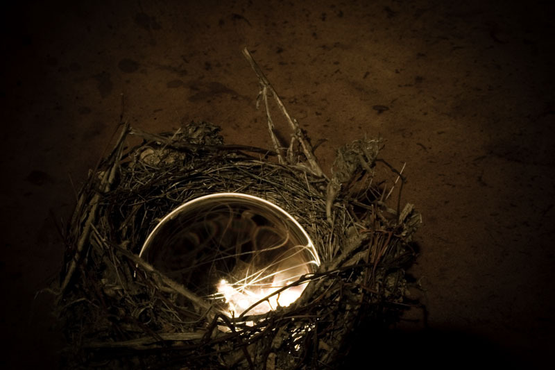 Nest of Yttrian Sand Snipe