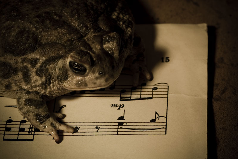 Toad on an Ode
