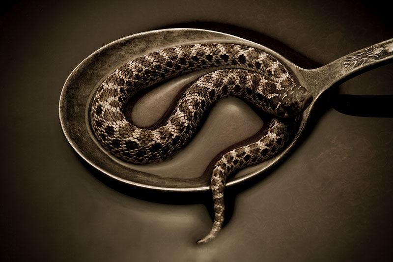 Snake Soup #5