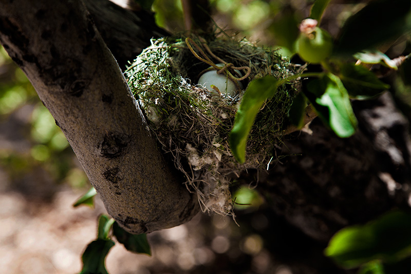 Nesting Place #26