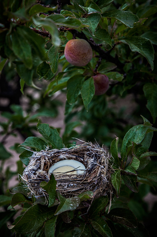 Nesting Place #25